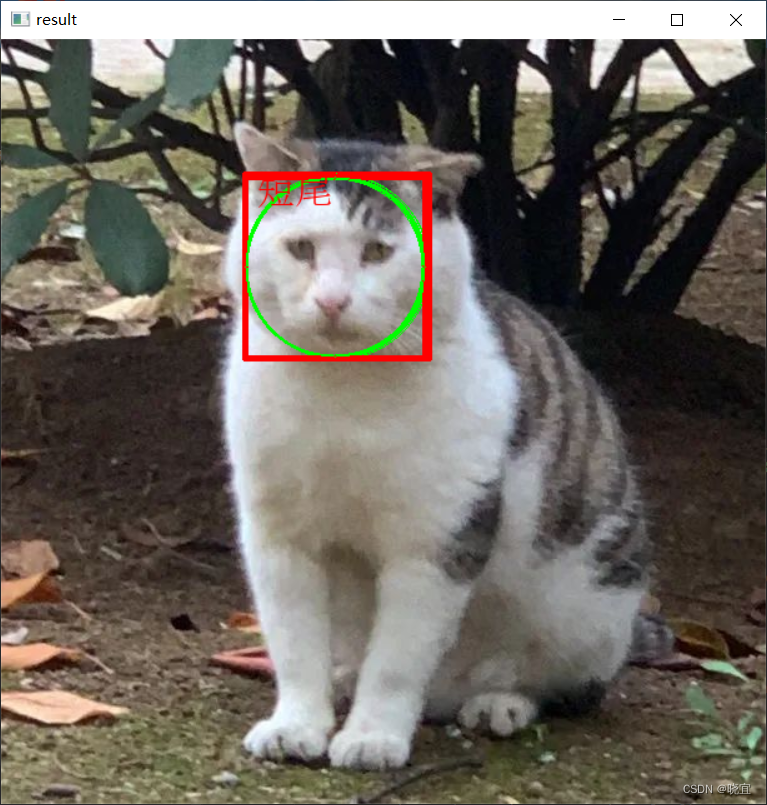 计算机视觉-基于opencv的猫脸识别模型